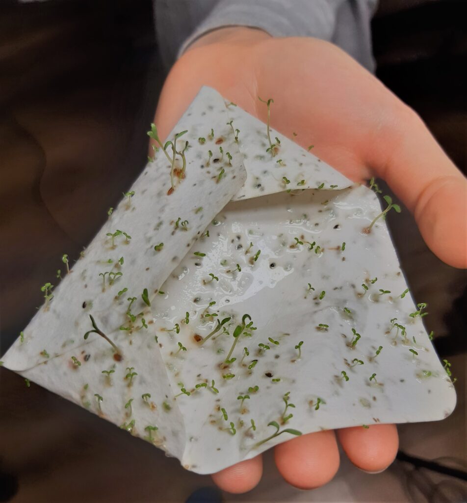 koperta leży na dłoni, koperta kiełkuje, ponieważ zrobiona jest z papieru z zatopionymi nasionami