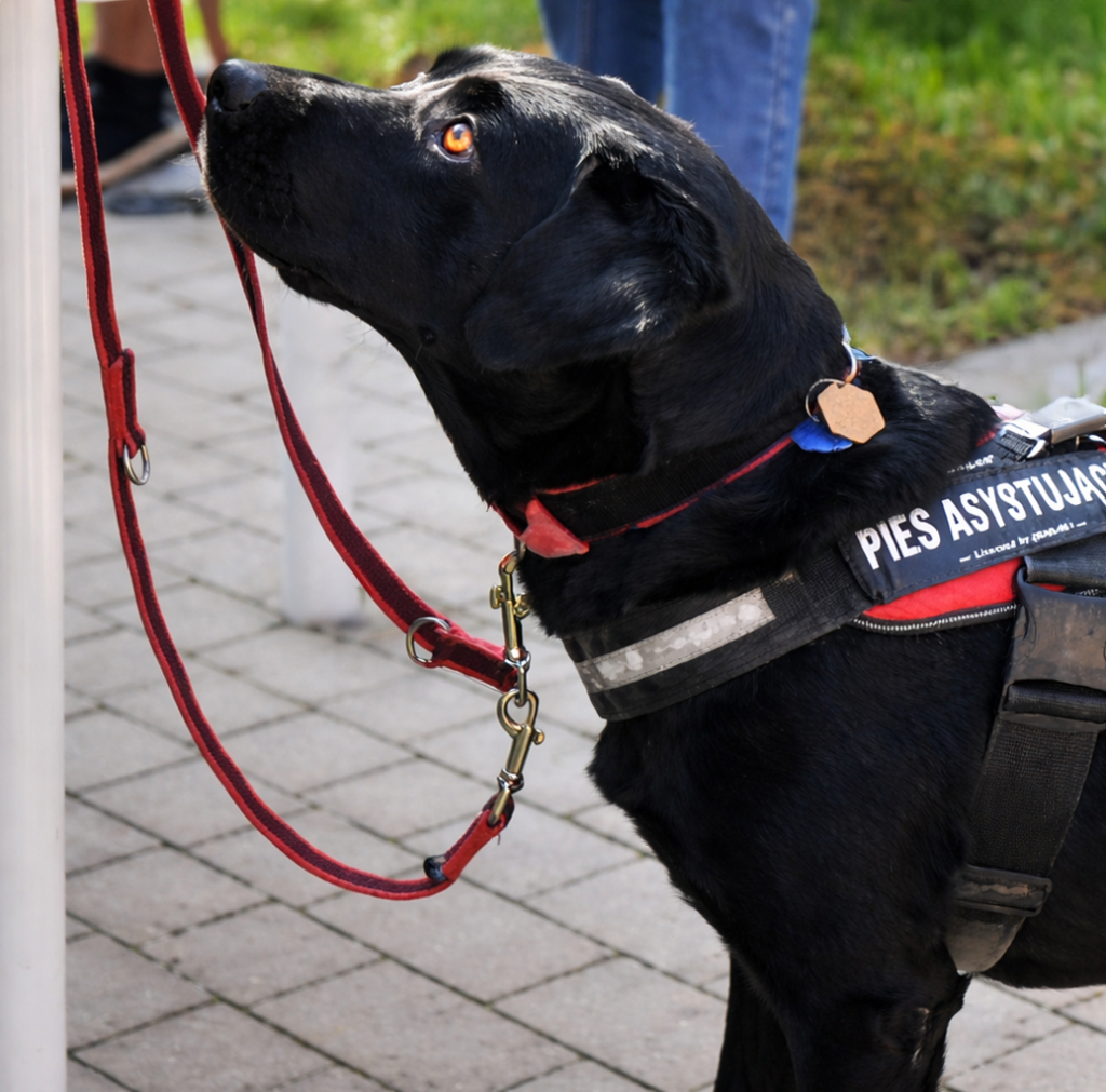 Czarny labrador w szelkach z napisem "pies asystujący"